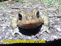 /home//u458753944/public_html/sourcegallery////Roxborough Toad Detour/2022/2022-04-14 and 04-13/P4141014.JPG